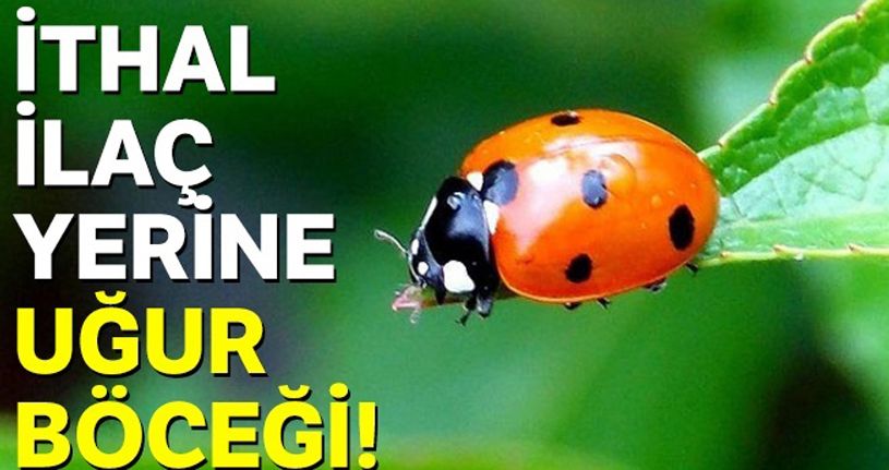 İthal ilaç yerine uğur böceği