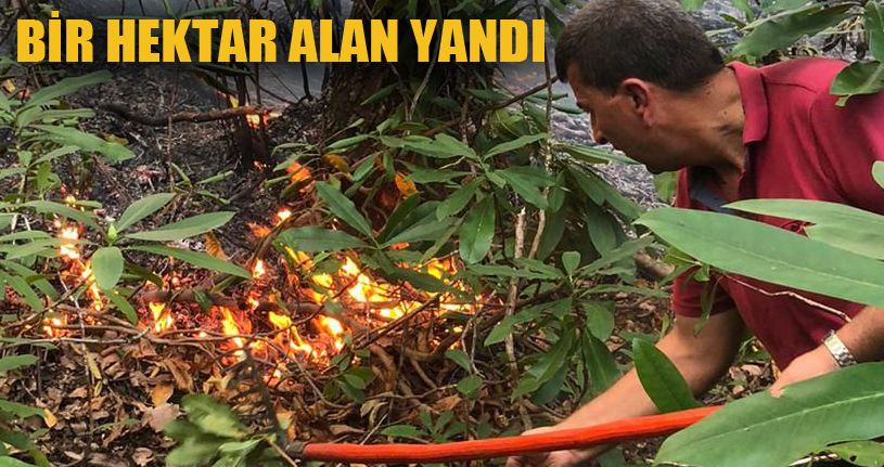 Akçakoca Kurugöl köyünde orman yangını!