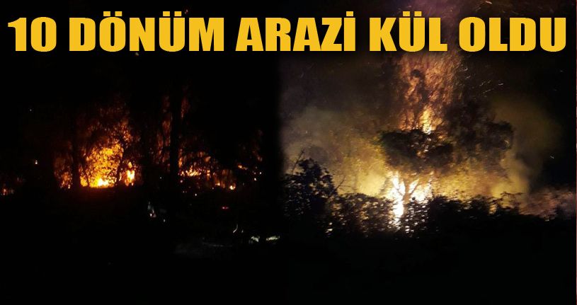 Orman yangınında 10 dönüm arazi küle döndü