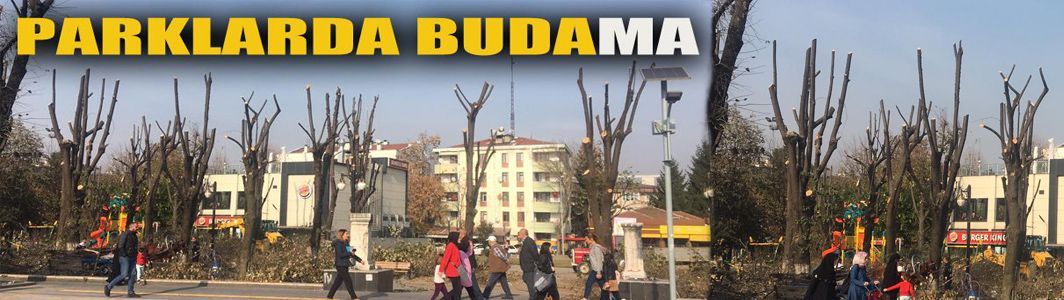 Ağaçlar budandı vatandaş uyarılara aldırmadı