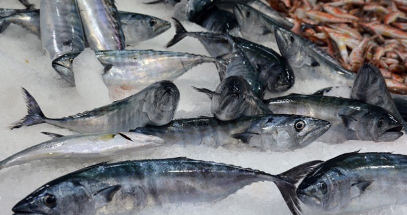 Hamsi bolluğu var, palamut ise 25 TL