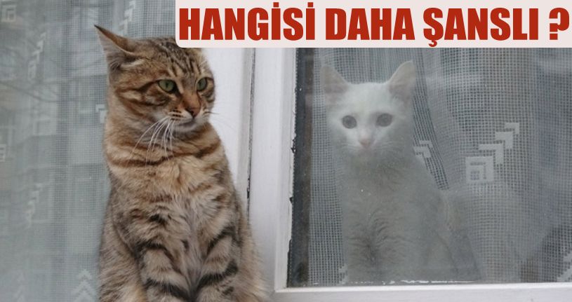 Soğuk havada aynı karede iki farklı yaşam