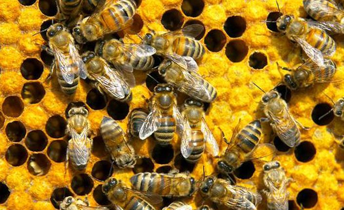 Bilinçsiz tarımsal ilaçlamanın neden olduğu arı katliamları devam ediyor