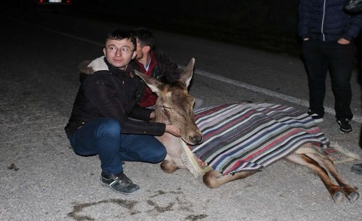 Yaralı halde bulunan geyik tedavi altına alındı