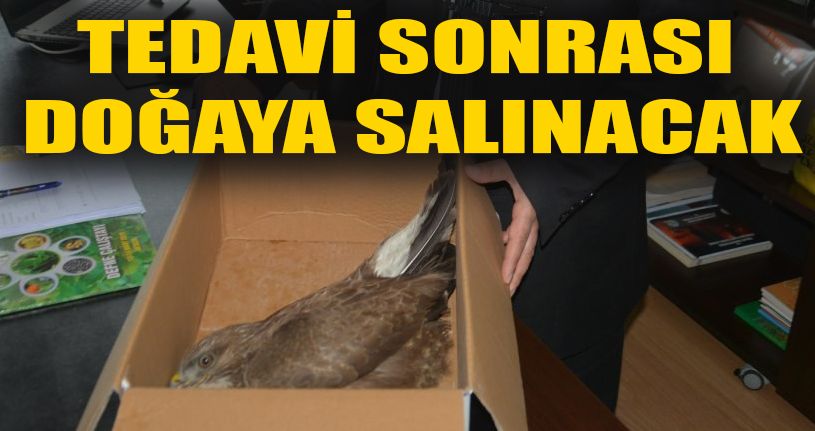 Yaralı şahin koruma altına alındı