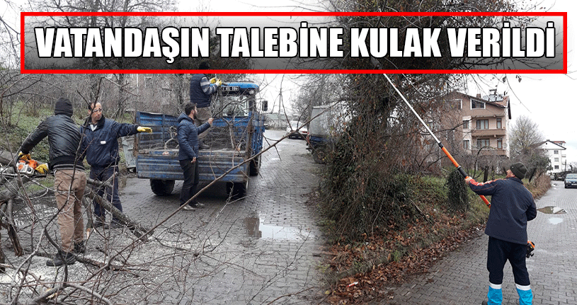 Akçakoca'da Ağaçlar Budandı