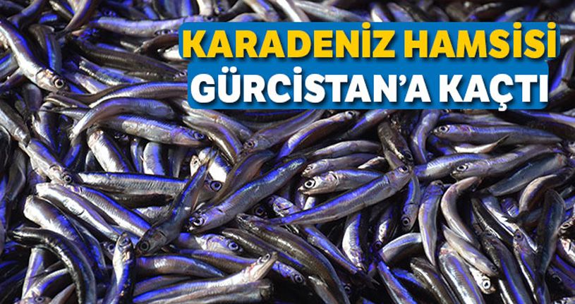Hamsi firarda