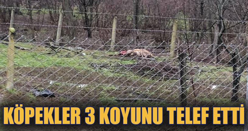 Aç kalan köpeklerin saldırdığı 3 koyun telef oldu