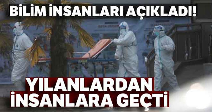 Corona virüsü yılanlardan insanlara geçti