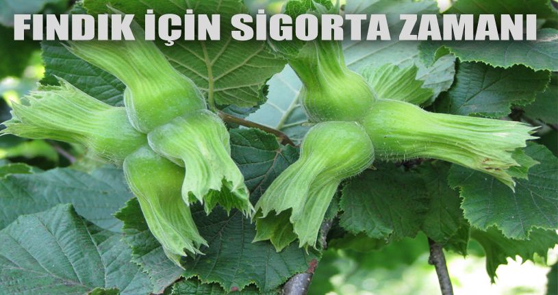 Fındık için sigorta zamanı