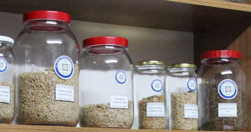 Türkiye'nin yerli tohumu Muğla'dan