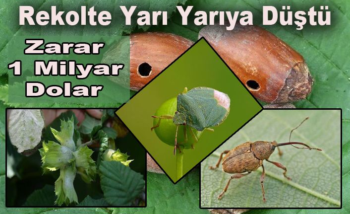 Fındığın başı 3 zararlıyla tehlikede