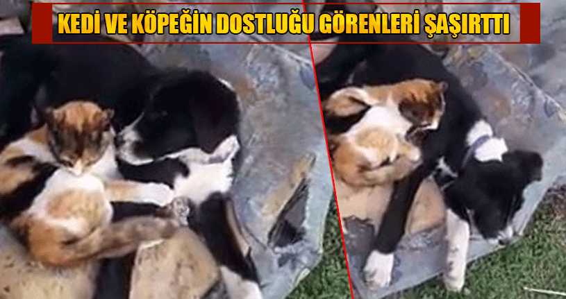 Dostluk Görüntüleri Yürekleri Isıttı