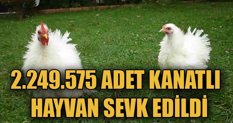 2 milyon kanatlı hayvan sevki yapıldı