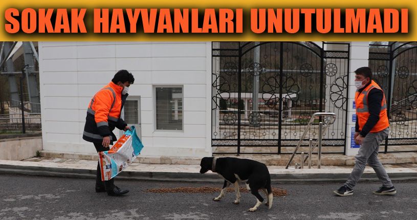 Akçakoca'da sokak hayvanları unutulmadı