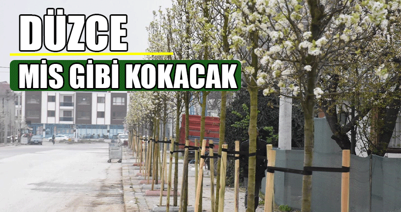 Düzce Mis Gibi Kokacak