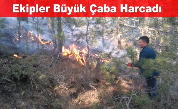 4 hektarlık orman zarar gördü