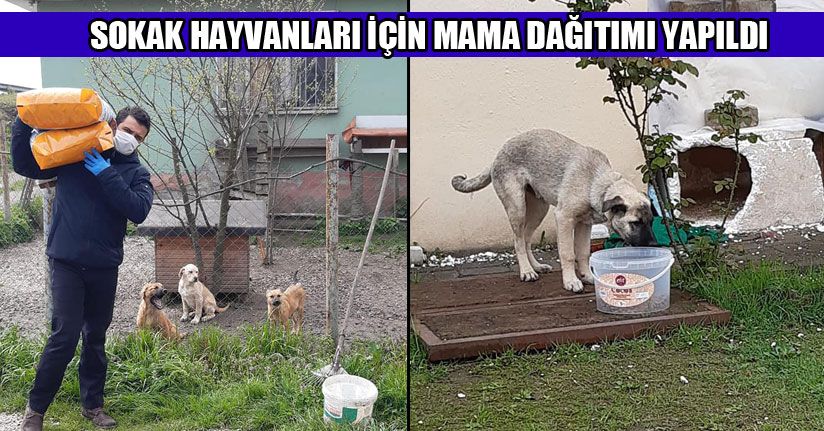 Şehrin Belirli Noktalarına Mama Bırakıldı