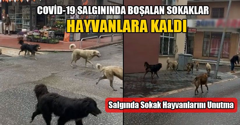 Salgında Sokak Hayvanlarını Unutma