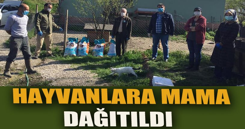 Üniversite bölgesinde hayvanlara mama dağıtıldı