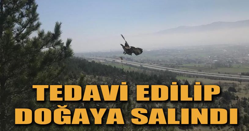 Tedavisi tamamlanan kızıl şahin doğaya salındı