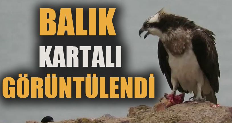 Suya dalabilen tek yırtıcı Balık Kartalı görüntülendi