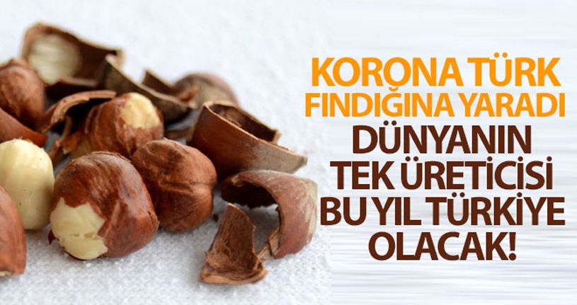 Korona Türk fındığına yaradı
