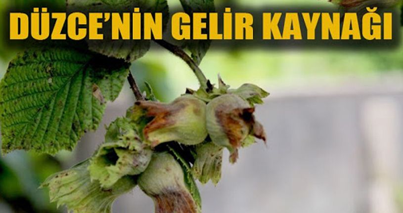 Düzce Fındık İhracatını 32 Kat Arttırdı