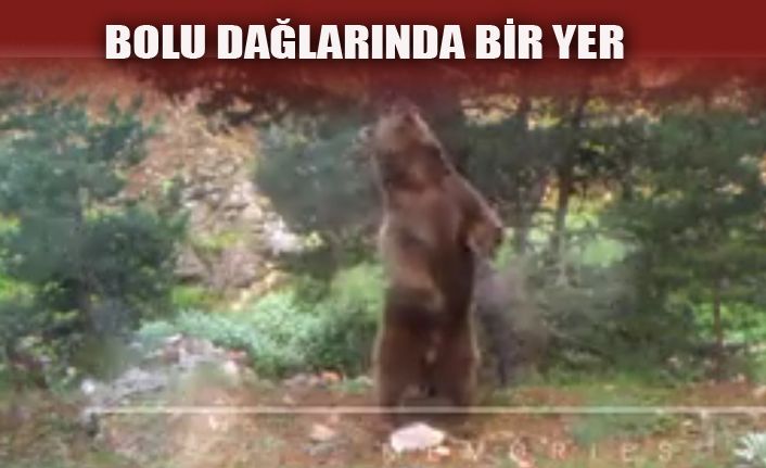 Doğal yaşam fotokapanlarla görüntülendi
