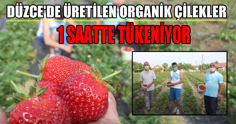 Dalından Koparıldığı An Alıcısı Hazır Bekleyen Çilekler Yok Satıyor