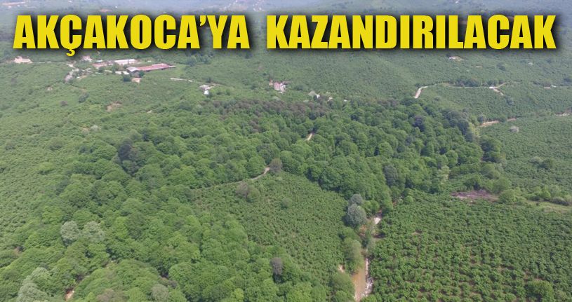Kocaoluk ormanı gün yüzüne çıkıyor