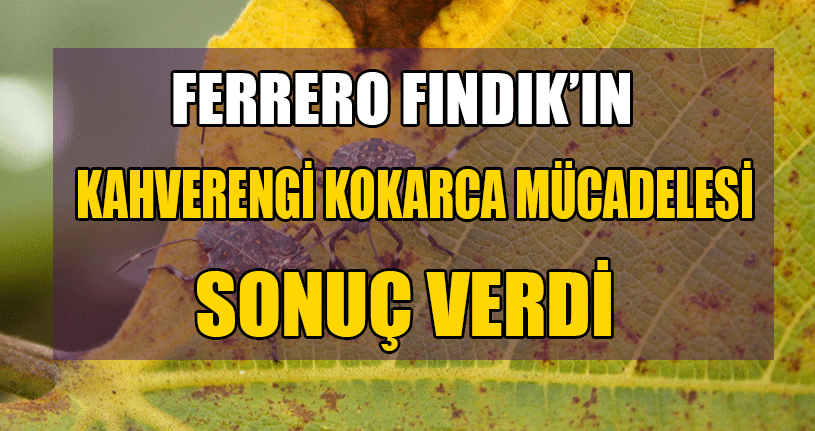 Kahverengi Kokarca’ İle Mücadele İçin Başlatılan Çalışmalar Sonuç Verdi