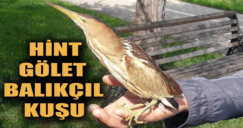 Bolu’da nesli tükenmekte olan kuş yaralı kuş tedavi edildi