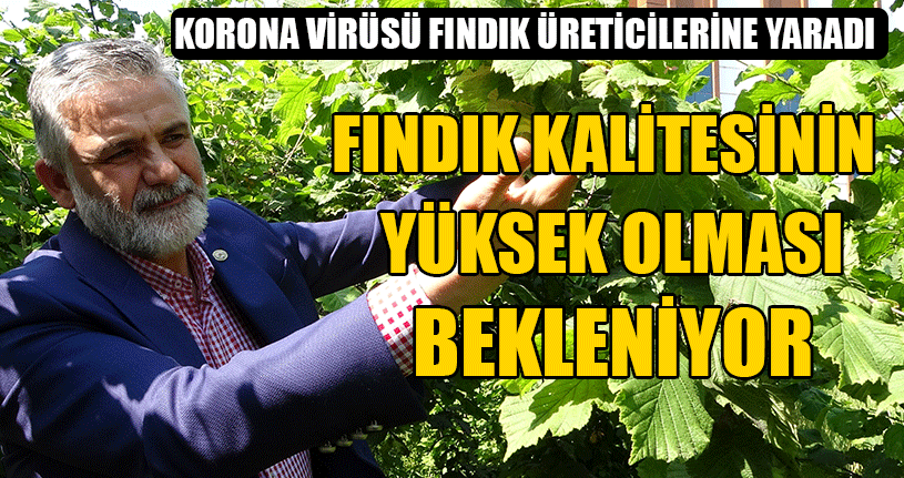 Korona Virüsü Fındık Üreticilerine Yaradı
