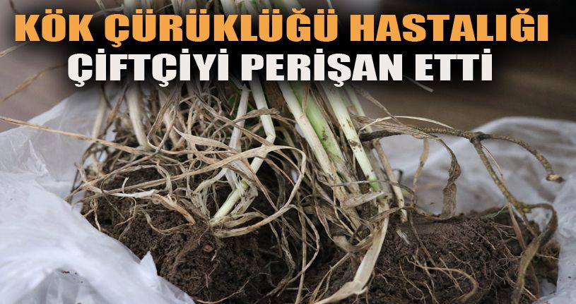 Bolu’da binlerce dönümlük tarım arazisinde kök boğaz çürüklüğü hastalığı