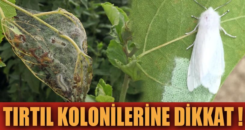 Amerikan Beyaz Kelebeği ile mücadele uyarısı