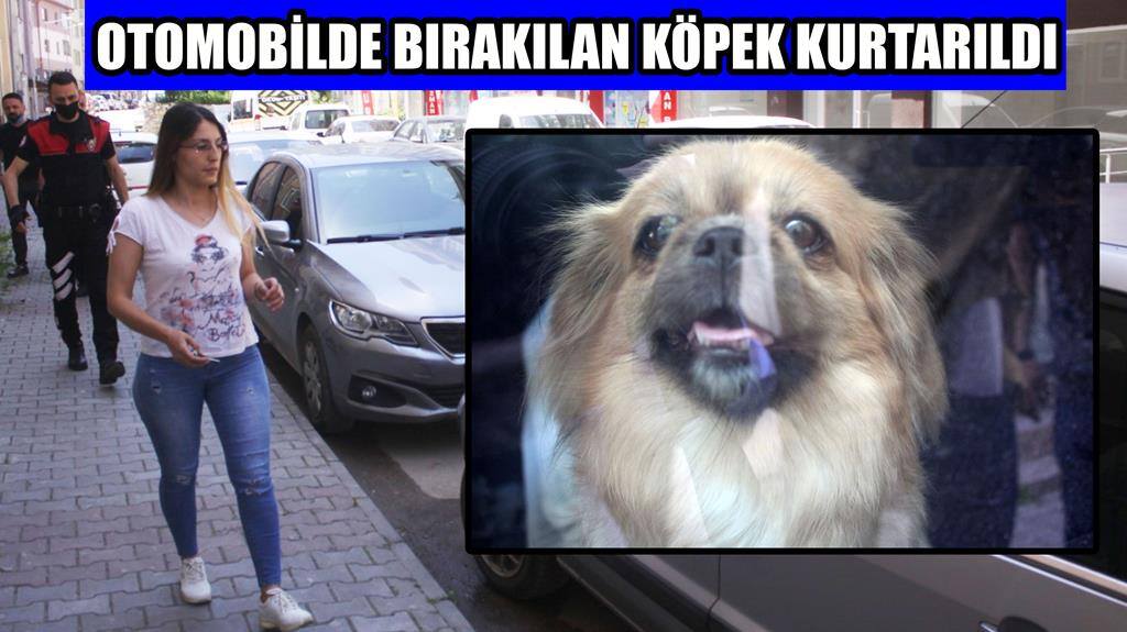 Şanslı İsimli Köpek Duyarlı Vatandaşlar Sayesinde Kurtuldu