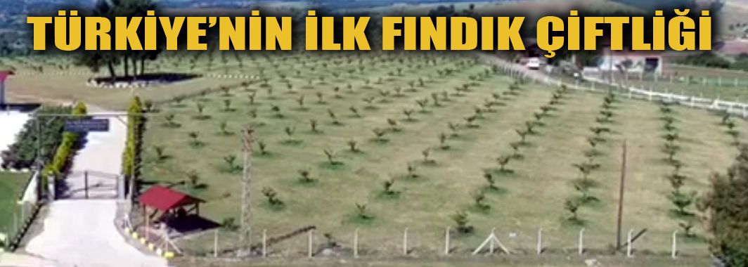 Türkiye'nin İlk Fındık Çiftliği