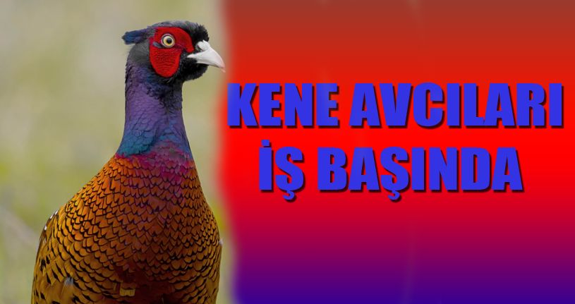 51 yılda 306 bin ’kene avcısı sülün' tabiata salındı