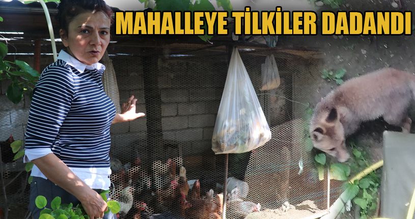 Girdikleri odunlukta doğum yapan tilkiler tavuk ve kedileri öldürdü