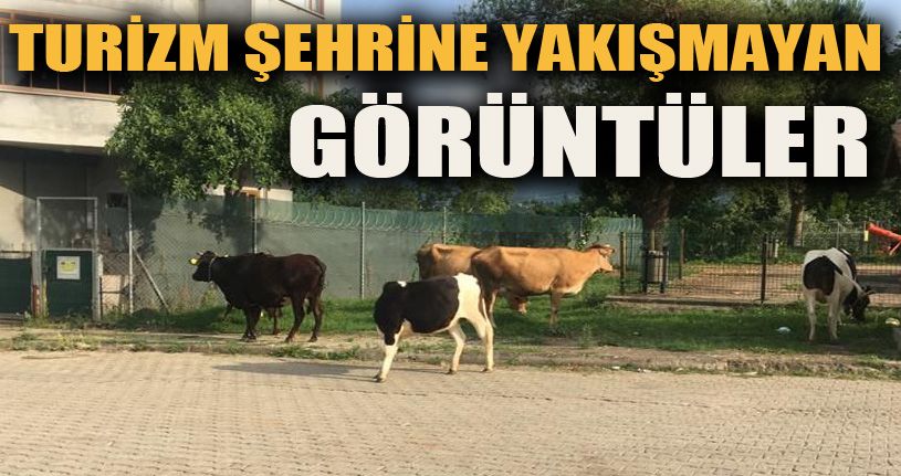 Turizm Şehrine Yakışmayan Görüntüler