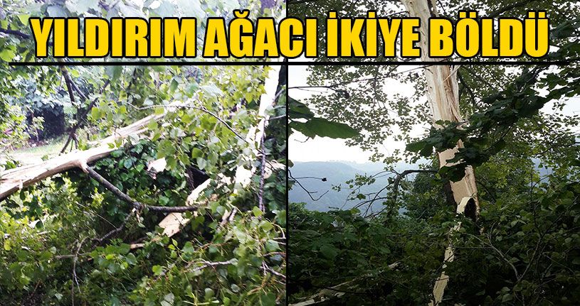 Yıldırım İsabet Eden Ağaç İkiye Bölündü