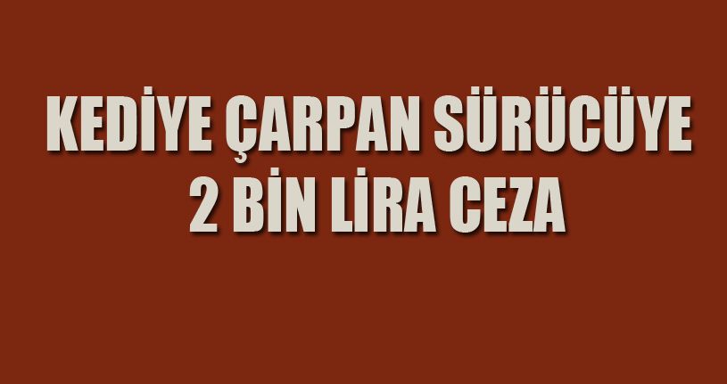 Bolu’da kediye çarparak öldüren sürücüye 2 bin lira ceza