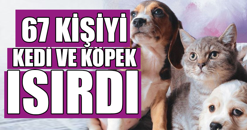 67 Kişiyi Kedi Köpek Isırdı