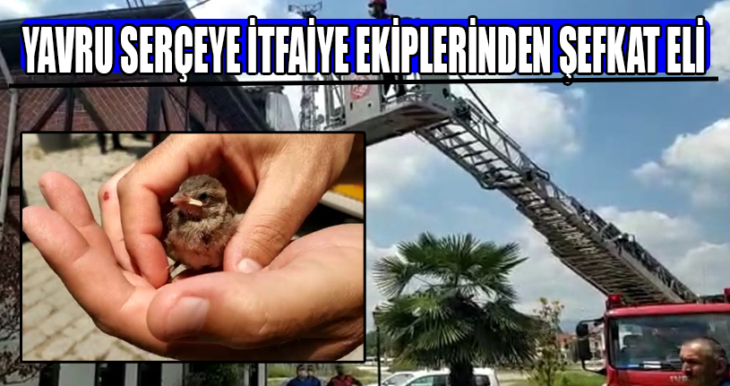 Yavru Serçeye İtfaiye Ekiplerinden Şefkat Eli