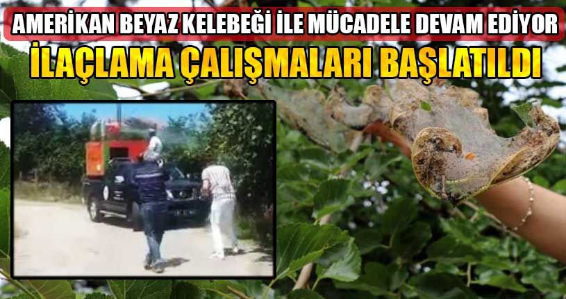 Amerikan Beyaz Kelebeği İle Mücadele Başladı