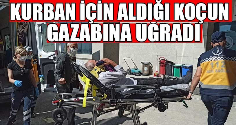 Kurban İçin Aldığı Koçun Gazabına Uğradı