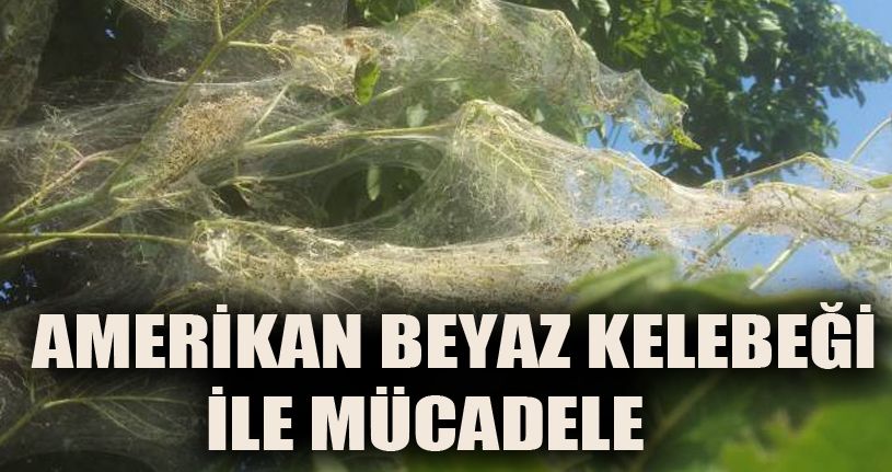 Düzce Belediyesi İlaçlama Çalışmalarına Başladı