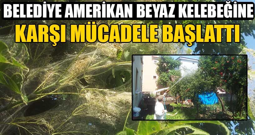 Şehir Merkezinde İlaçlama Çalışmaları Başladı