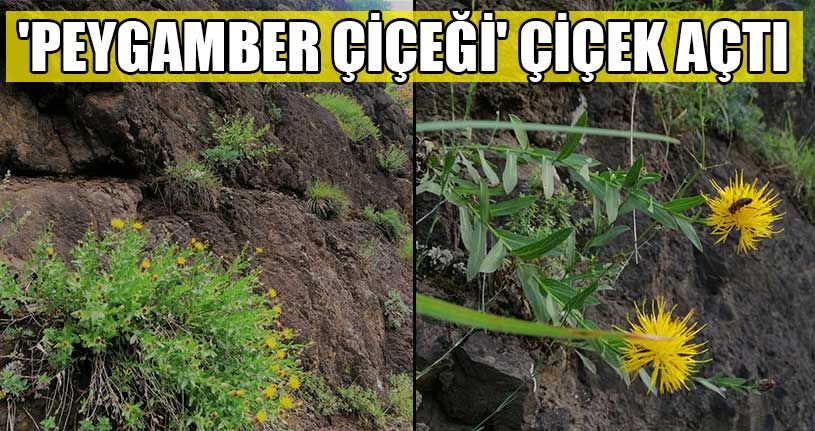 Düzce’nin Göz Bebeği Çiçek Açtı